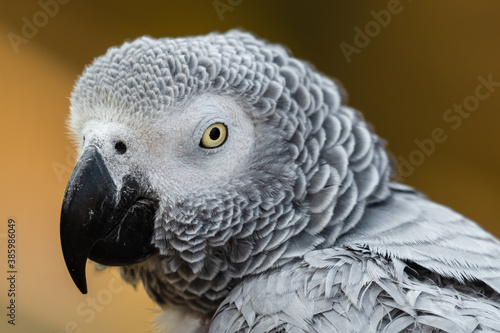 African Grey parrot Close Up Side Profile