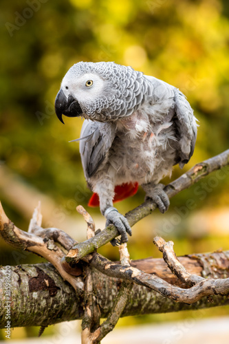 Rescued Self Plucked African Grey Parrot Perched on a Tree Branch