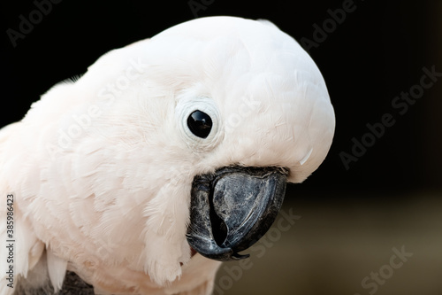 Cuadro en lienzo Salmon Crested Cockatoo Close Up Side Profile With Self Plucked Chest