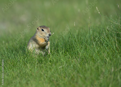 Richardson's ground squirrel eating and sitting in the grass © Nina