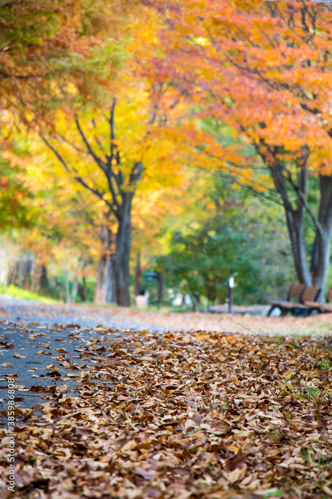 Beautiful autumn park with fallen leaves
Beautiful autumn park with fallen leaves