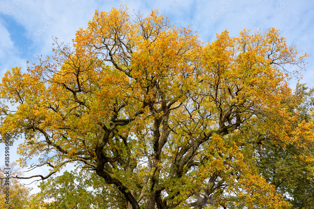 Details and textures of an oak trunk, branches and foliage in October in Latvia Details and textures of an oak trunk, branches and foliage in October in Latvia