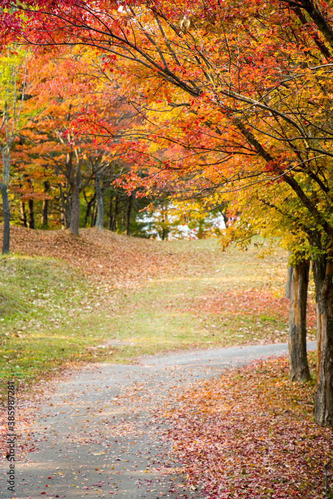 Naklejka premium Collection of Beautiful Colorful Autumn Leaves with fallen leaves 