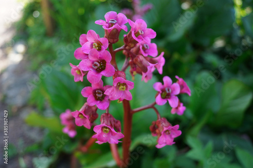 Bergenia cordifolia. Close up photo of beautiful violet (magenta) flower against green leaves background
