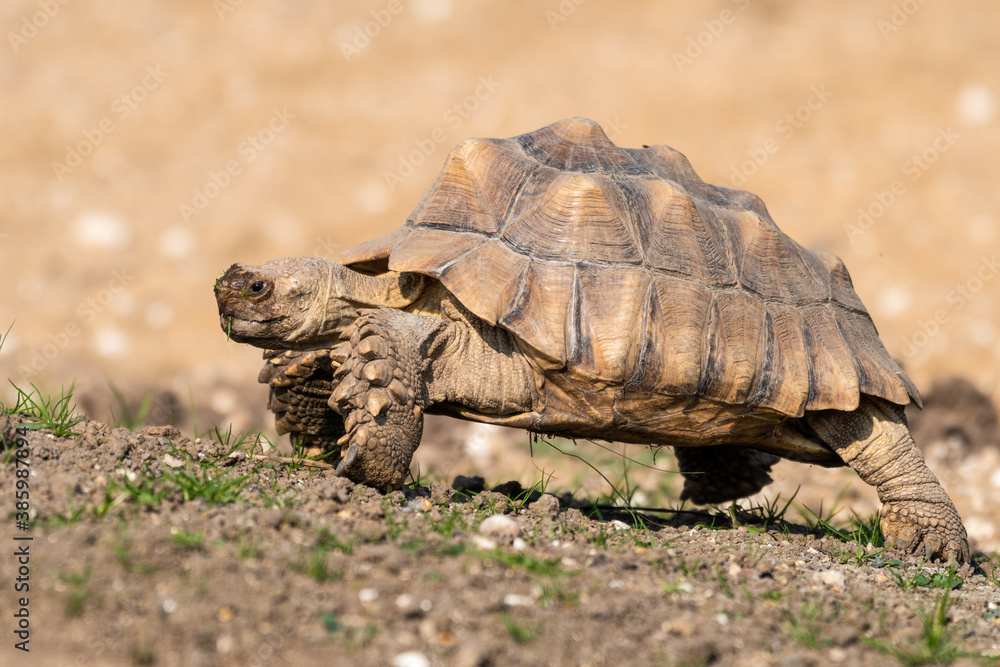Obraz premium Giant Tortoise Walking on Grass