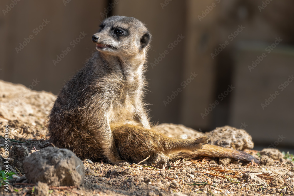 Meerkat Sitting on the Ground Meerkat Sitting on the Ground