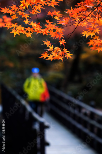 Red maple leaves in autumn season
