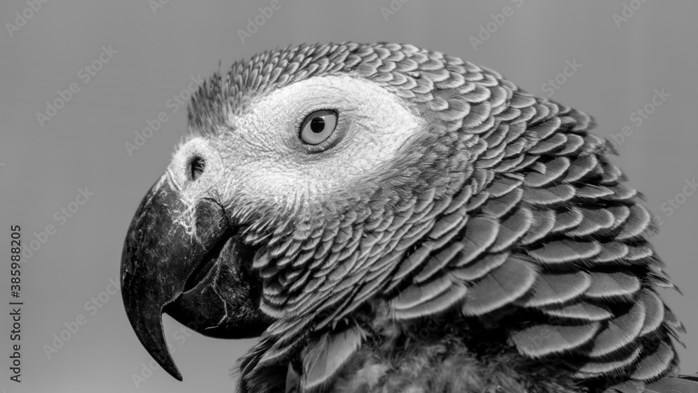 Obraz premium African Grey parrot Close Up Side Profile