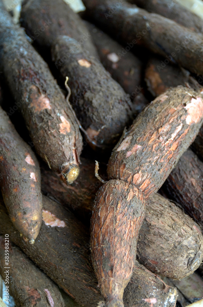 Cassava, Manihot esculenta, Singkong.The most commonly consumed part of cassava is the root, which is very versatile. It can be eaten whole, grated or ground into flour to make bread and crackers. Cassava, Manihot esculenta, Singkong.The most commonly consumed part of cassava is the root, which is very versatile. It can be eaten whole, grated or ground into flour to make bread and crackers.