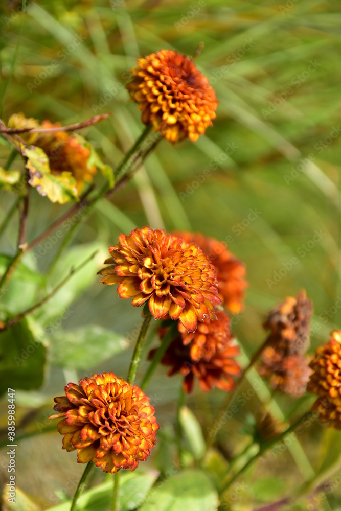A beautiful blooming pompom Echinacea in the garden on a summer day. A beautiful blooming pompom Echinacea in the garden on a summer day.