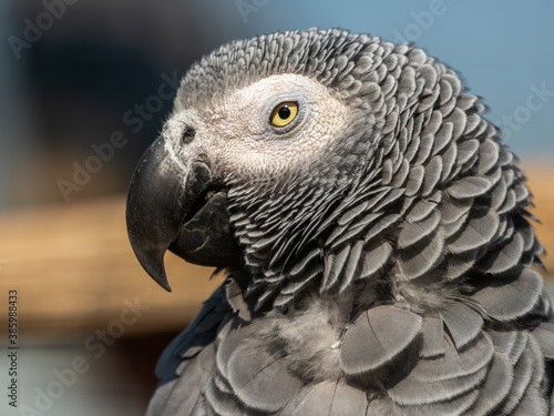 African Grey parrot Close Up Side Profile