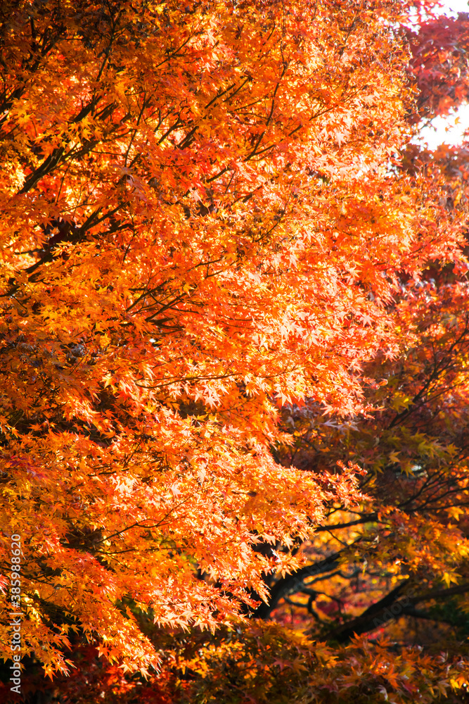 Red maple leaves in autumn season
Red maple leaves in autumn season