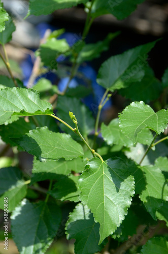 murbei leaf (murbei morus) in the garden

 photo