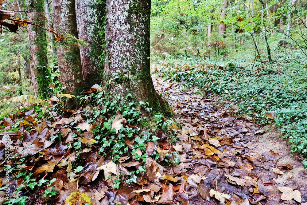 Waldweg, mit nassem Laub bedeckt Waldweg, mit nassem Laub bedeckt
