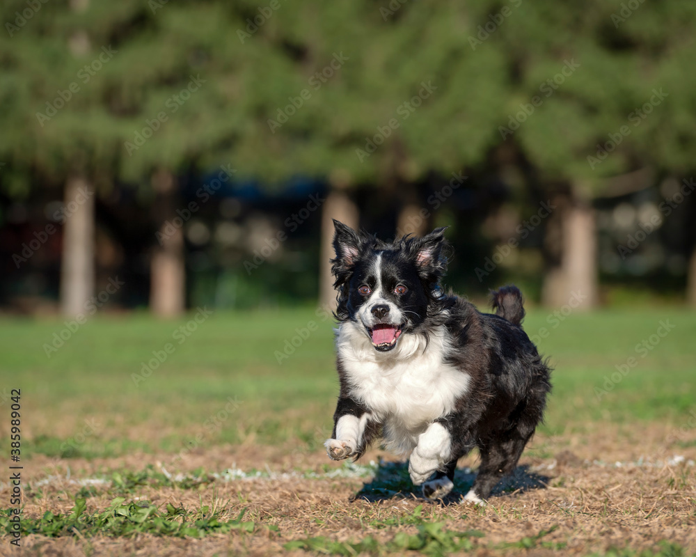 black and white dog running in the grass