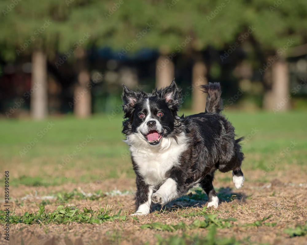 Dog running in the field