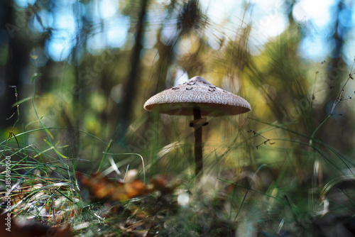 Parasol mushroom in the forest. Autumn forest bacground