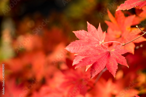 Red maple leaves in autumn season 