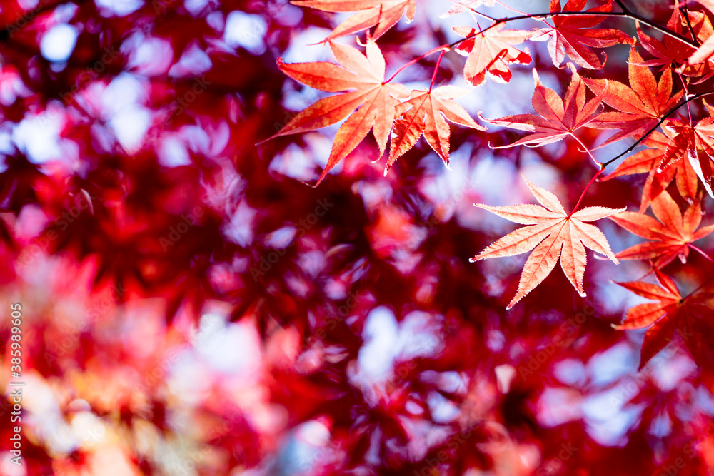 Red maple leaves in autumn season
