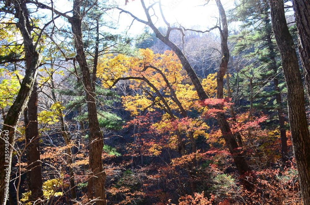 autumn in the forest