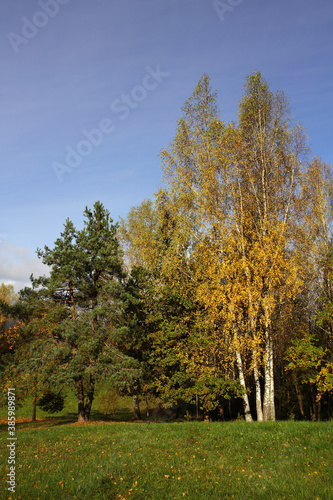 Golden autumn. Birch and pine trees growing on the edge of the forest. Bright autumn colors of the autumn foliage of trees. Nature of Europe, Belarus. vertical arrangement