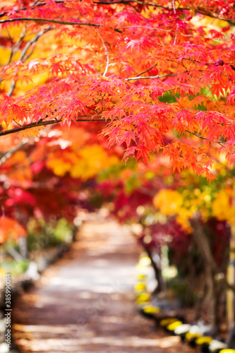 Collection of Beautiful Colorful Autumn Leaves 
