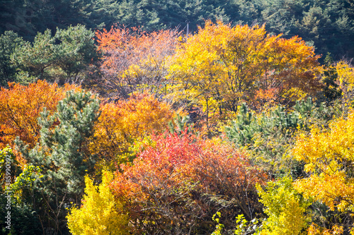 Collection of Beautiful Colorful Autumn Leaves 