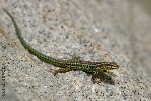Tyrrhenian wall lizard (Podarcis tiliguerta) is a species of lizard in the family Lacertidae. The species is endemic to the islands Sardinia and Corsica © phototrip.cz