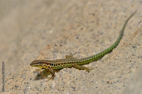 Tyrrhenian wall lizard (Podarcis tiliguerta) is a species of lizard in the family Lacertidae. The species is endemic to the islands Sardinia and Corsica