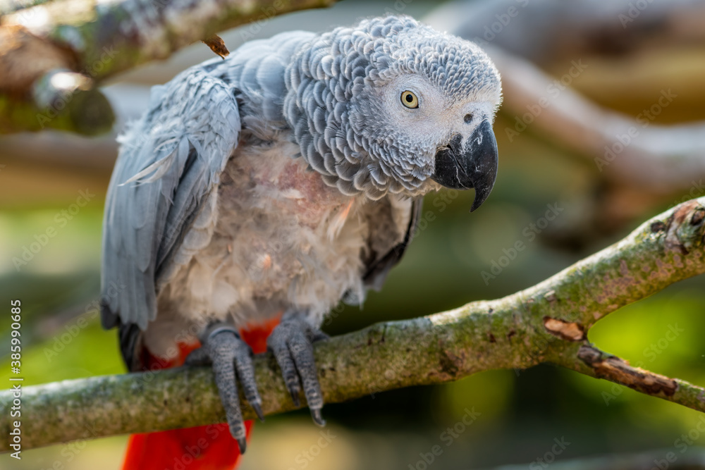Fototapeta premium Rescued Self Plucked African Grey Parrot Perched on a Tree Branch