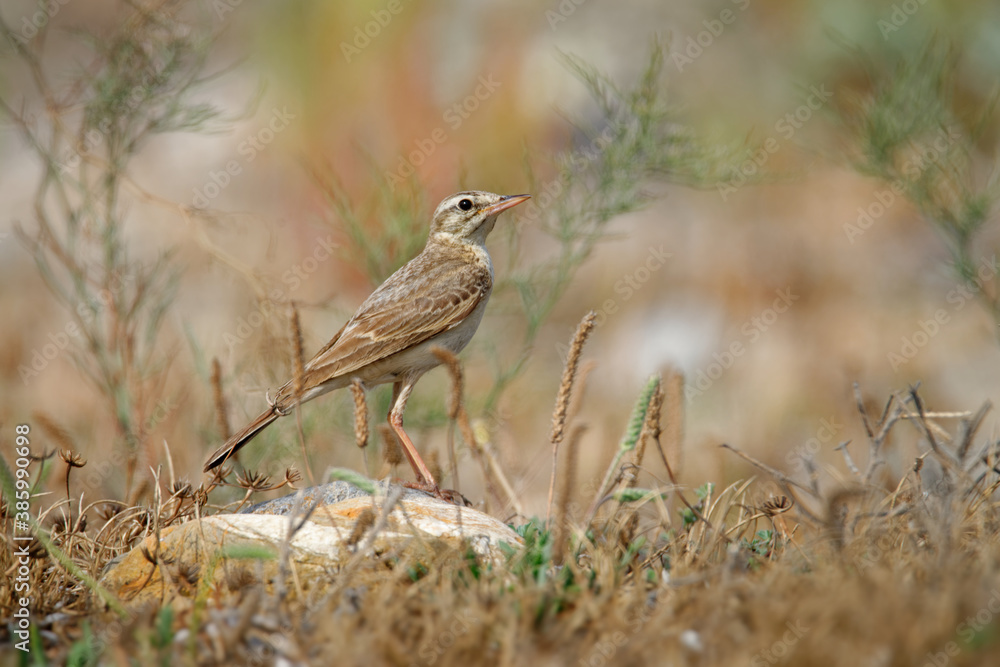Tawny Pipit - Anthus campestris sitting medium-large passerine bird, breeds from northwest Africa and Portugal to Central Siberia and on to Inner Mongolia