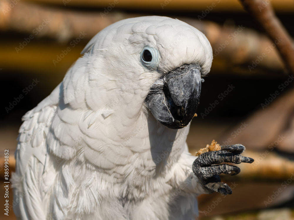 Umbrella Cockatoo Feeding on a Monkey Nut Umbrella Cockatoo Feeding on a Monkey Nut