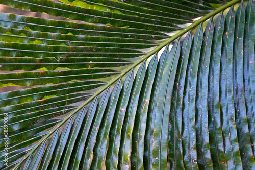 Sago palm leaf (detail), Minas Gerais, Brazil