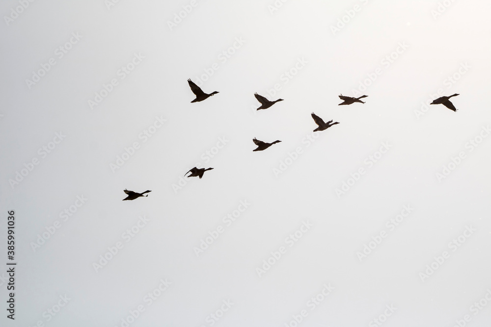 Obraz premium Korean winter migratory birds 