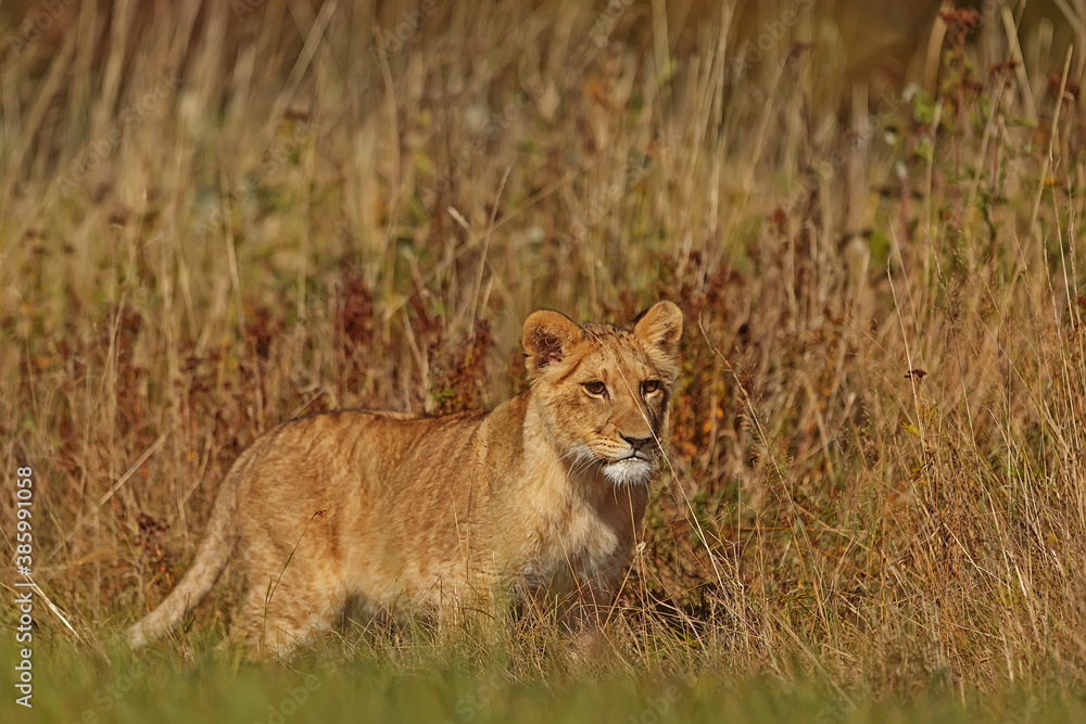 lioness (Panthera leo) walking through the savannah near the tall grass lioness (Panthera leo) walking through the savannah near the tall grass