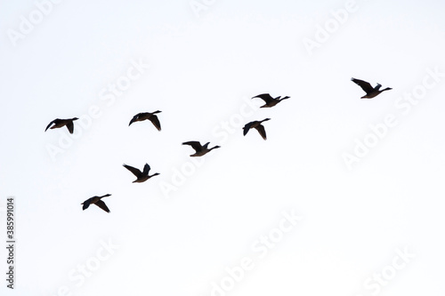 Korean winter migratory birds  © 기원 이