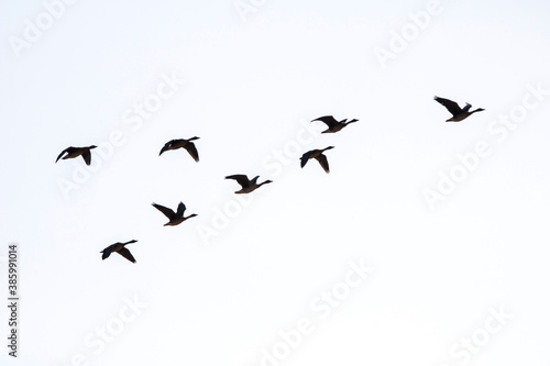 Korean winter migratory birds
