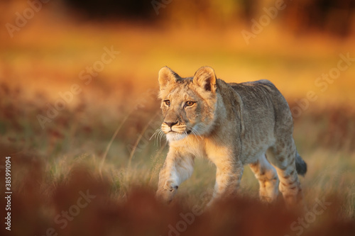 lioness  Panthera leo  in the morning she goes through the savannah