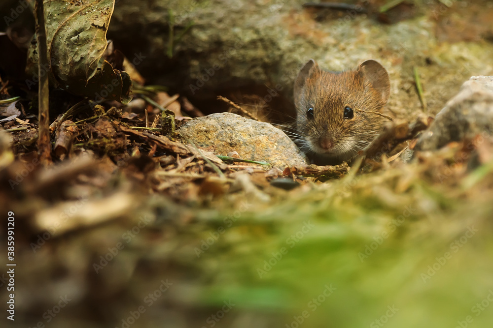 yellow-necked mouse (Apodemus flavicollis) sneaks up for food yellow-necked mouse (Apodemus flavicollis) sneaks up for food