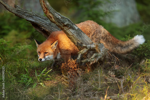 Fotografie red fox (Vulpes vulpes) crawls between the old roots of the tree