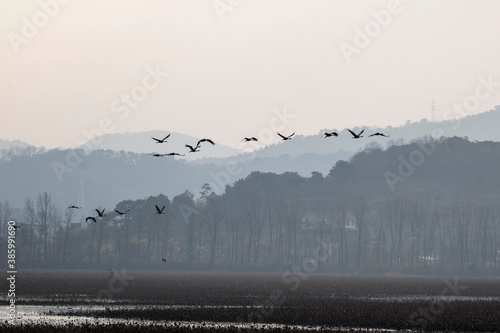 Valokuva Korean winter migratory birds