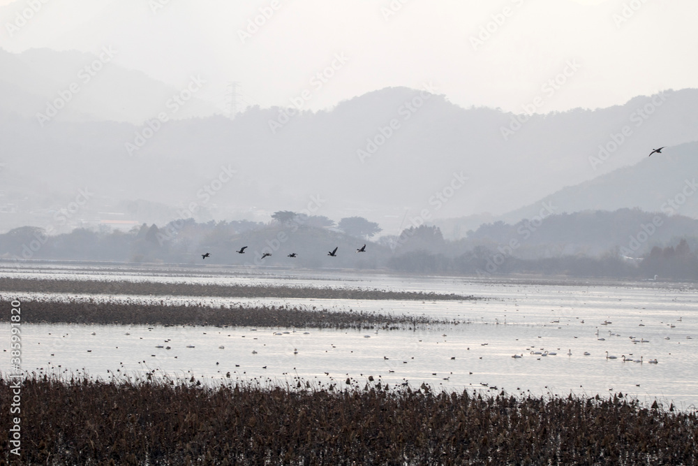 Naklejka premium Korean winter migratory birds 