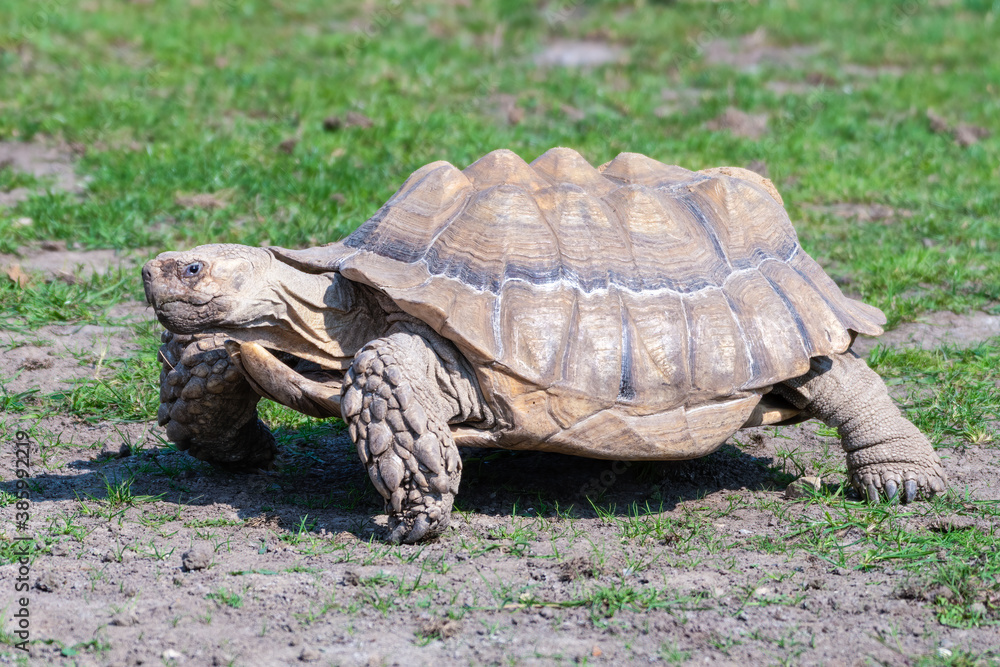 Obraz premium Giant Tortoise Walking on Grass