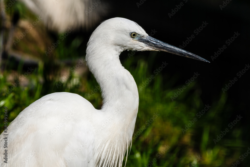 Little Egret Close Up Side Profile Little Egret Close Up Side Profile