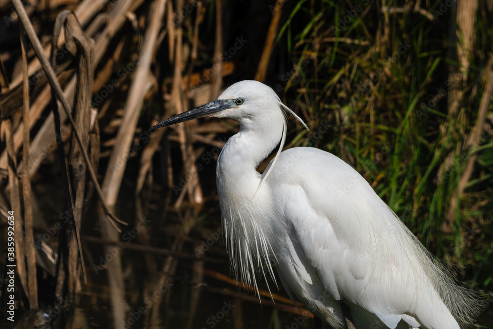 Little Egret Wading in Water Looking for Food