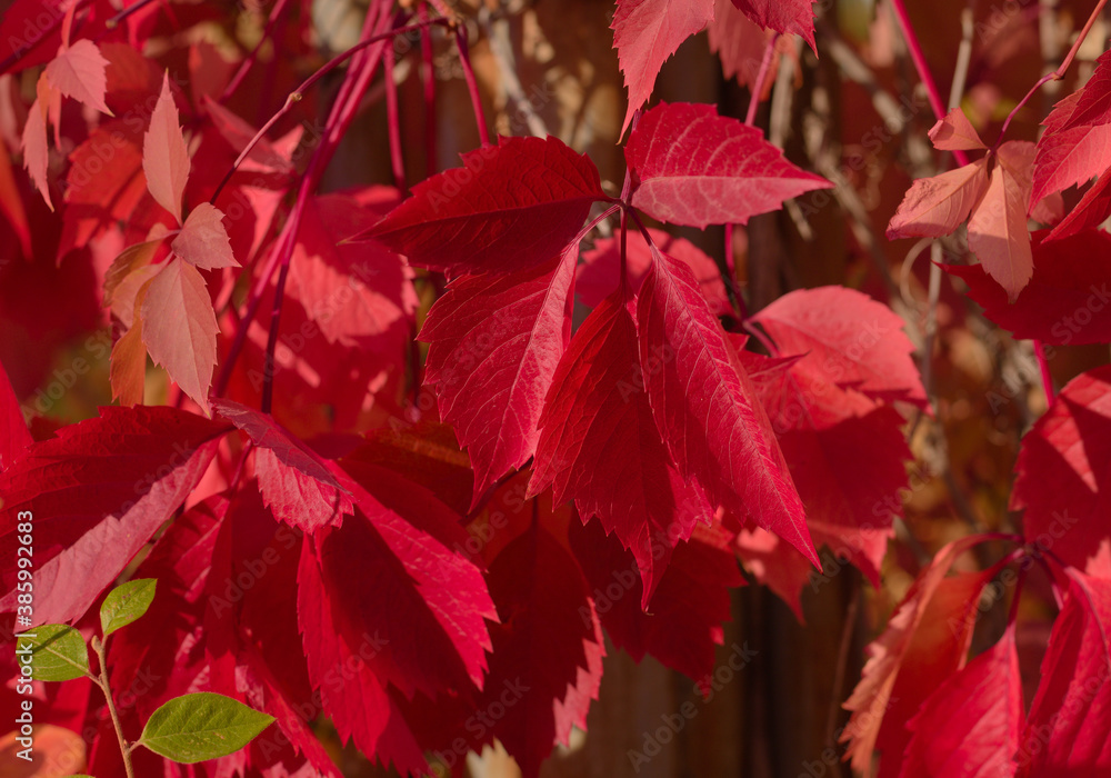 red leaves of a tree red leaves of a tree