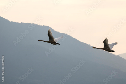 Korean winter migratory birds 