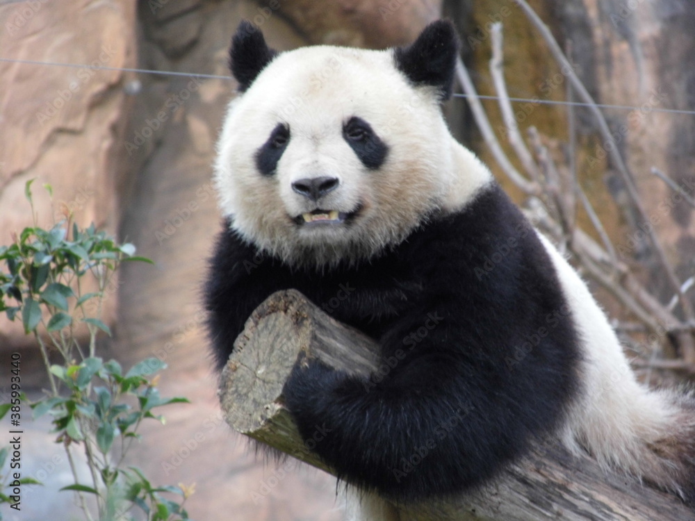 Panda de Beauval