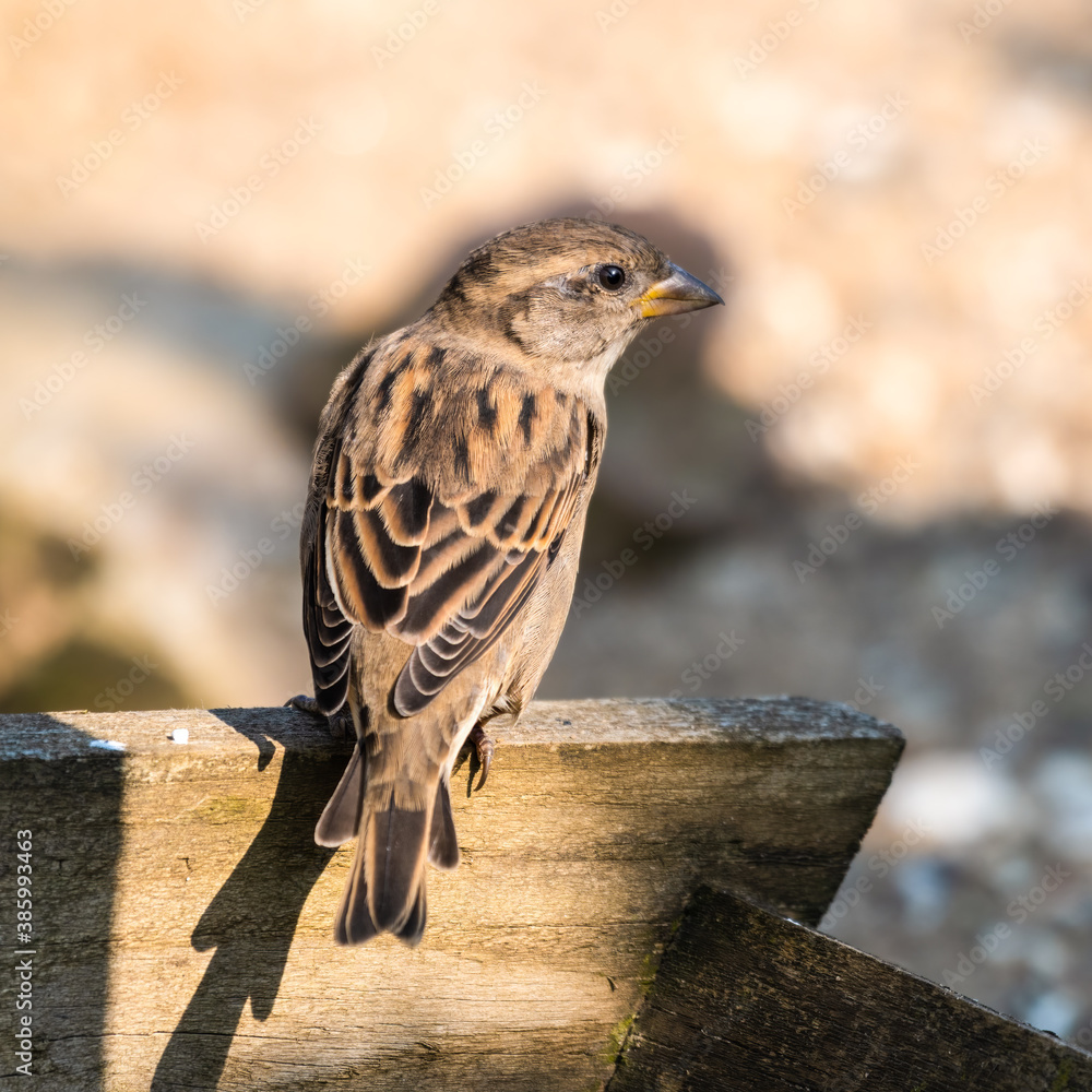 Fototapeta premium Female Tree Sparrow Perched on a Wooded Fence