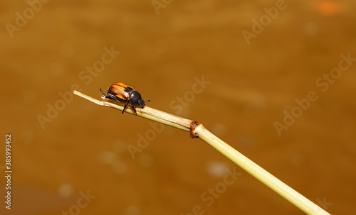 beetle on a branch over water
